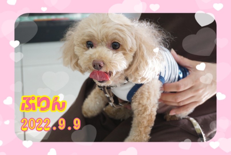 ★ぷりん★ | 365プロジェクトデイリー【9月版】 - 横浜 大倉山店