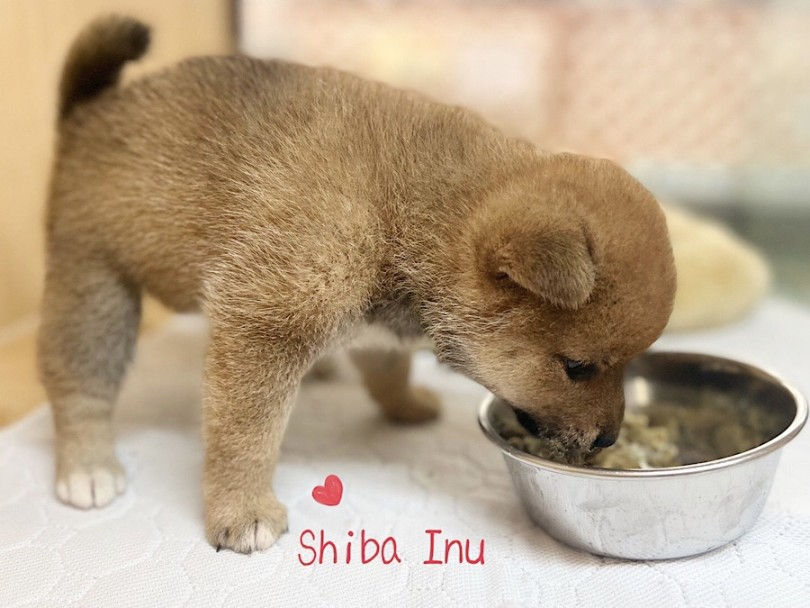 柴ちゃん会いに来てね！ | 柴犬 （312119） - 横浜 港北ニュータウン店