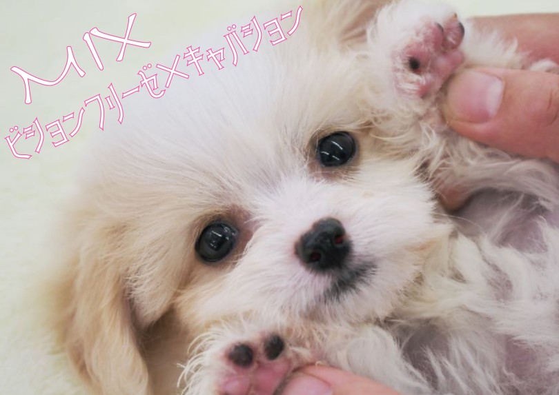 【 MIX 】ビション×（キャバリア×ビション）＝ビションキャバション登場！