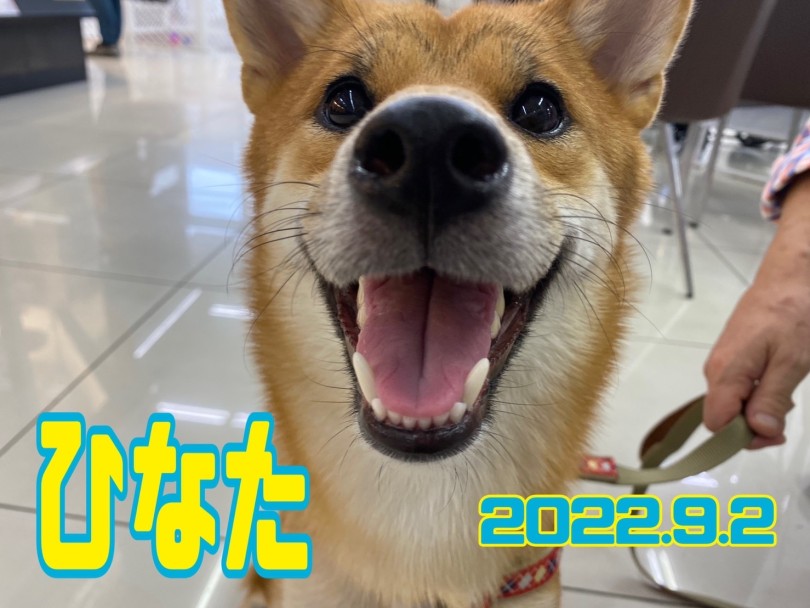 ★ひなた★ | 365プロジェクトデイリー【9月版】 - 横浜 大倉山店