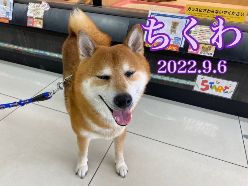 ★ちくわ★ | 365プロジェクトデイリー【9月版】 - 横浜 大倉山店