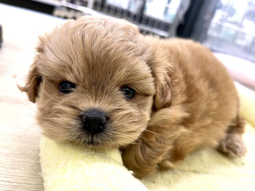 あなたのご来店を心よりお待ちしております♪ | MIX犬 プーペキ （140984） - 横浜 元町店