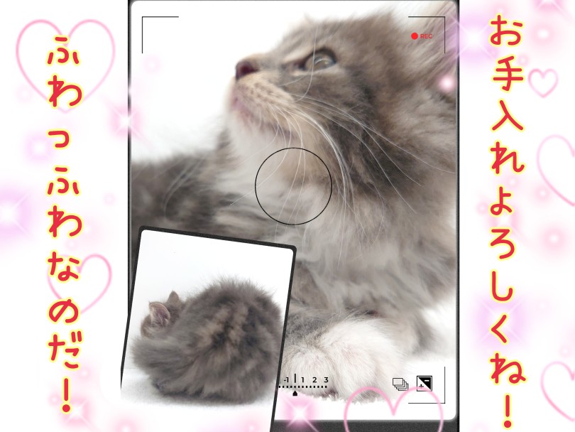 ノルちゃんは既にお手入れマスター！ | ノルウェージャンフォレストキャット （130455） - 高井戸店
