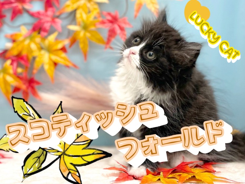 【 スコティッシュフォールド 】左右で履き間違えちゃった靴下にゃんこ！幸運CAT