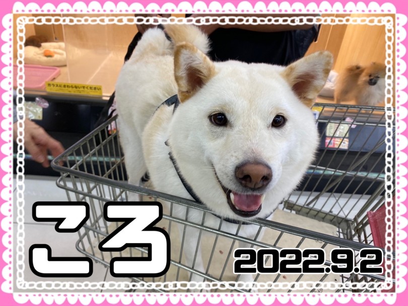 ★ころ★ | 365プロジェクトデイリー【9月版】 - 横浜 大倉山店