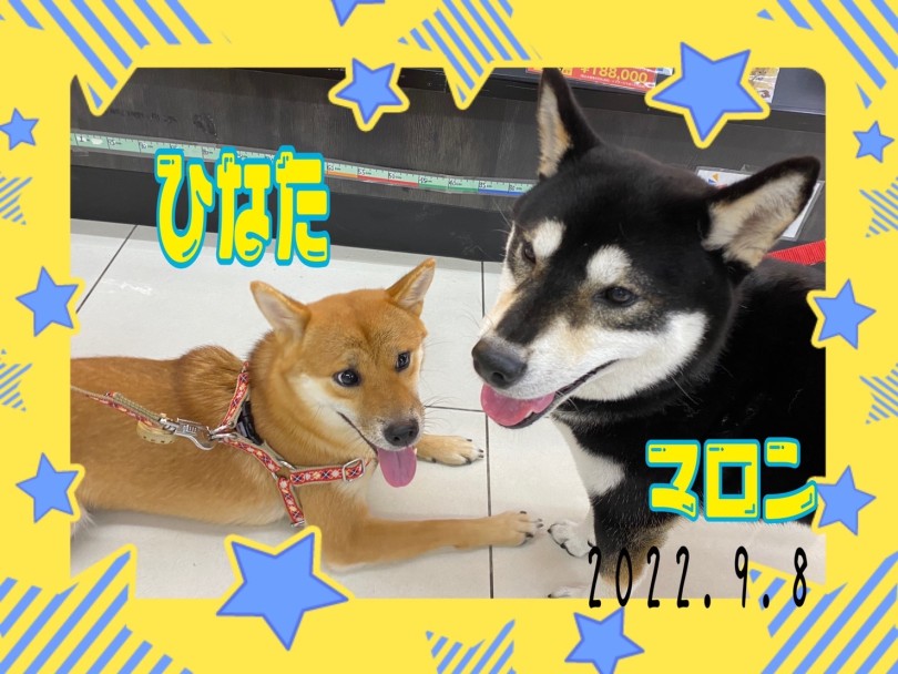 ★ひなた♡まろん★ | 365プロジェクトデイリー【9月版】 - 横浜 大倉山店