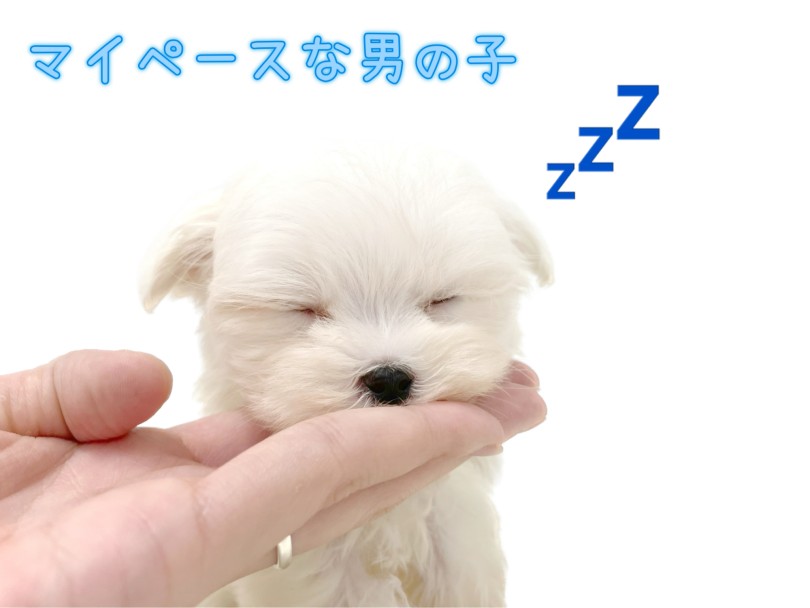 超がつくほどマイペースボーイ | マルチーズ （150332） - 東川口店