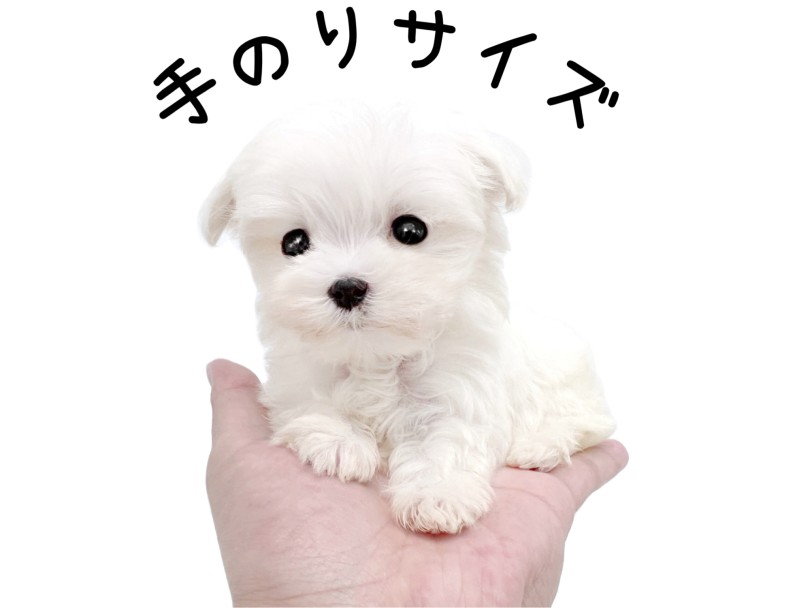 手乗りマルチーズ | マルチーズ （150332） - 東川口店
