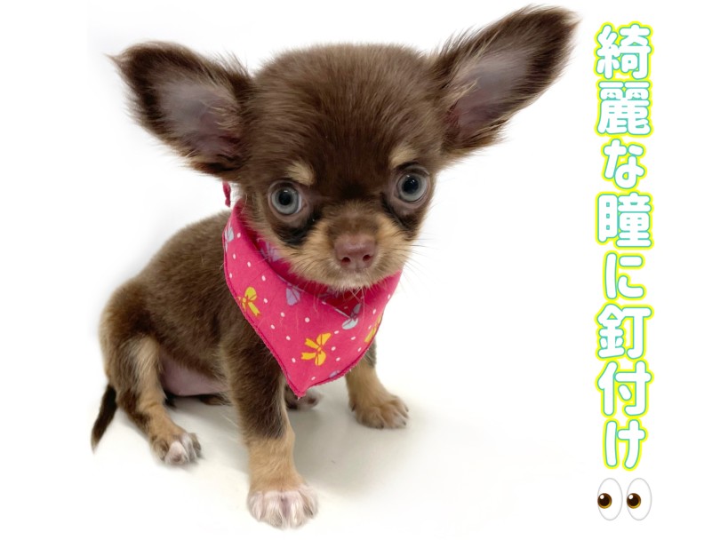 うるうるな瞳にイチコロ | チワワ （150329） - 東川口店