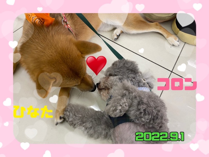 ★ころん★ | 365プロジェクトデイリー【9月版】 - 横浜 大倉山店