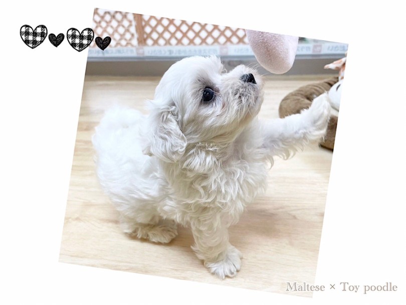 入店時(9月9日)の体重は760g。成犬時は1.5~3.0kgの予測 | MIX犬 マルプー （312121） - 横浜 港北ニュータウン店
