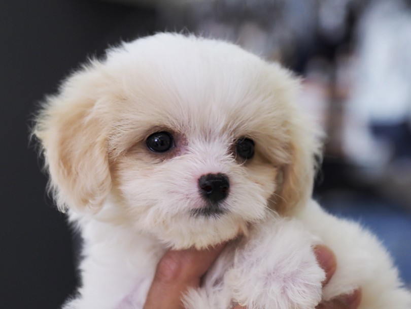 お顔周りの優しい毛色 | MIX犬 ビションキャバション （6131199） - 横浜 大倉山店