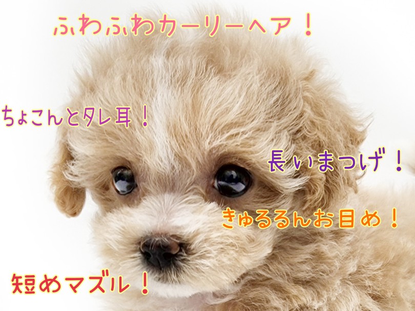 お顔も抜群に可愛いんです♡ | MIX犬 マルプー （130459） - 高井戸店