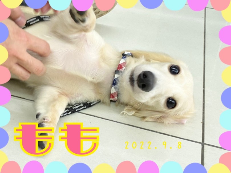 ★もも★ | 365プロジェクトデイリー【9月版】 - 横浜 大倉山店