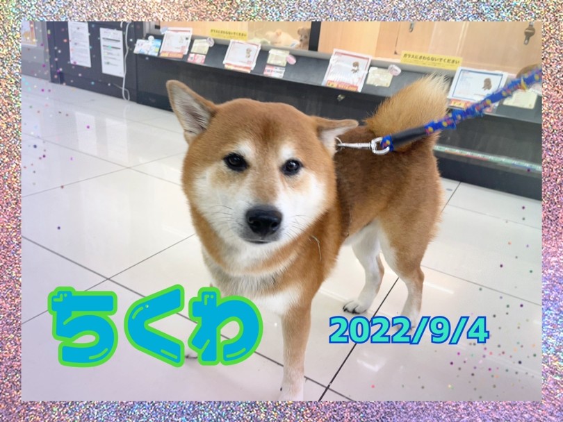 ★ちくわ★ | 365プロジェクトデイリー【9月版】 - 横浜 大倉山店