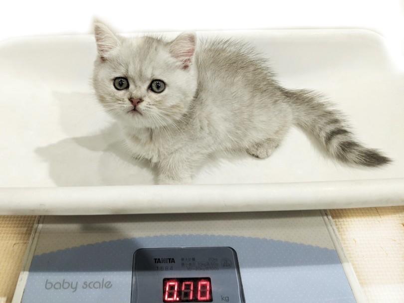 9月9日の体重測定では「700g」 | スコティッシュフォールド （11917） - 横浜 白楽店