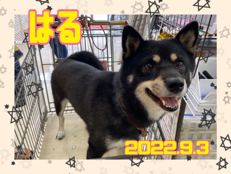 ★はる★ | 365プロジェクトデイリー【9月版】 - 横浜 大倉山店