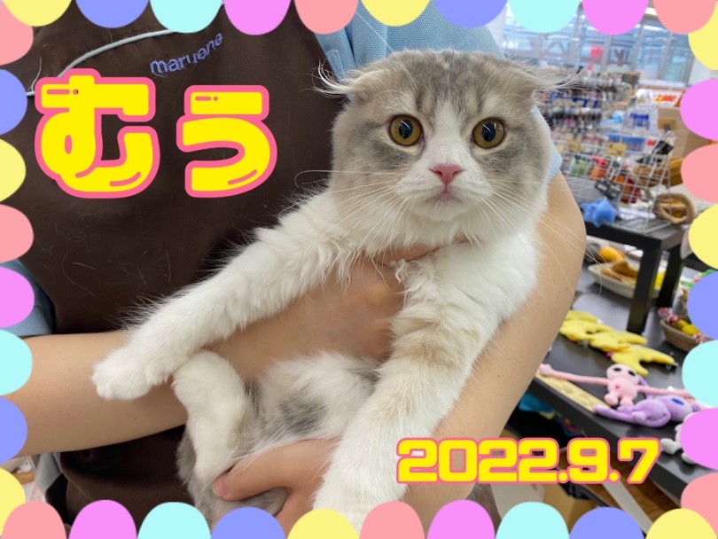 ★むぅ★ | 365プロジェクトデイリー【9月版】 - 横浜 大倉山店