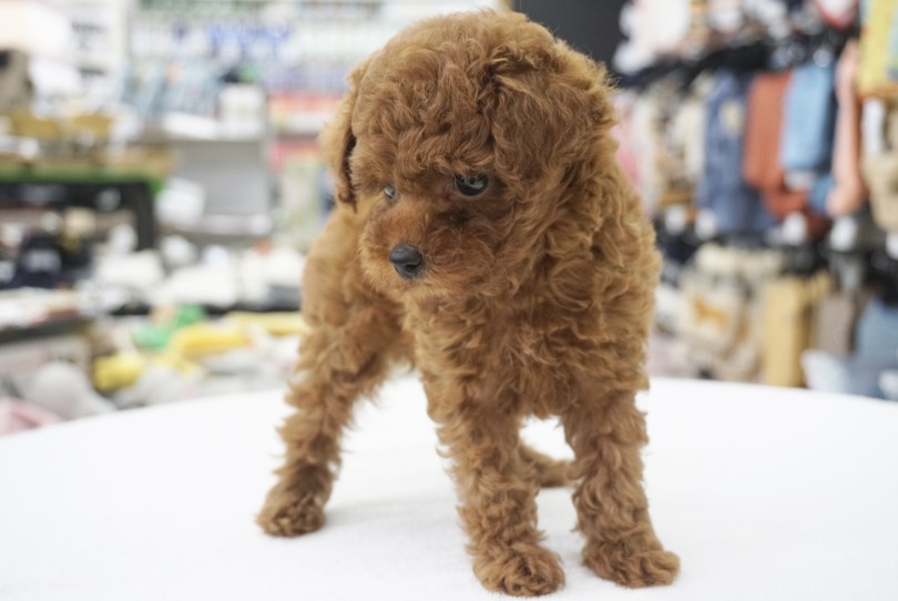お耳の位置が少し高い子限定の「くまぷー」 | トイ・プードル （6131205） - 横浜 大倉山店