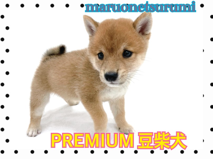 豆柴と柴犬の最大の違いのポイントはご存知？ | 豆柴 （713902） - 横浜 鶴見店