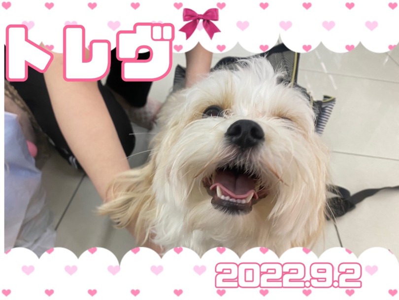 ★とれゔ★ | 365プロジェクトデイリー【9月版】 - 横浜 大倉山店
