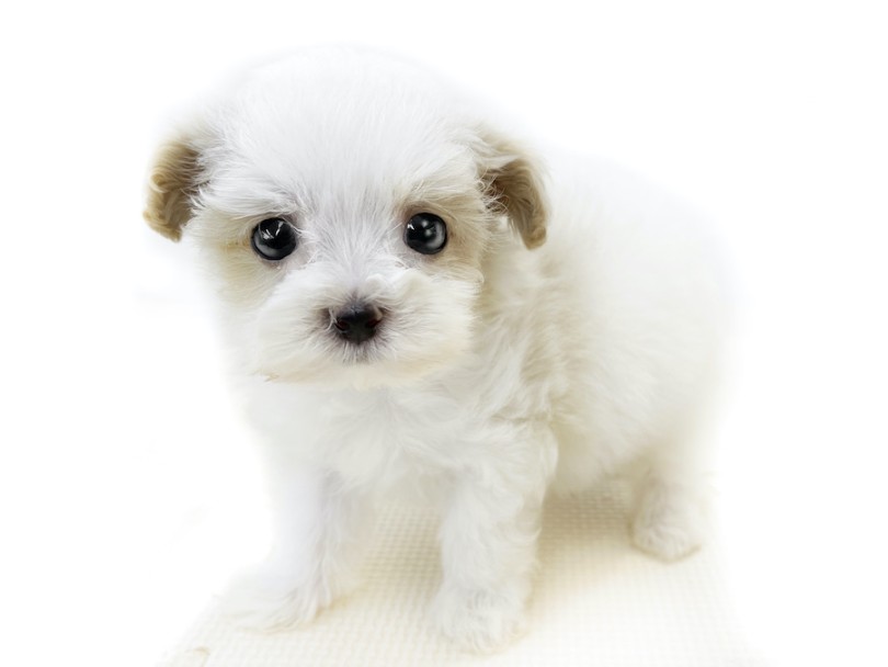ずんぐりむっくり体型のテディベア！ | MIX犬 マルプー （814766） - 大和 相模大塚店