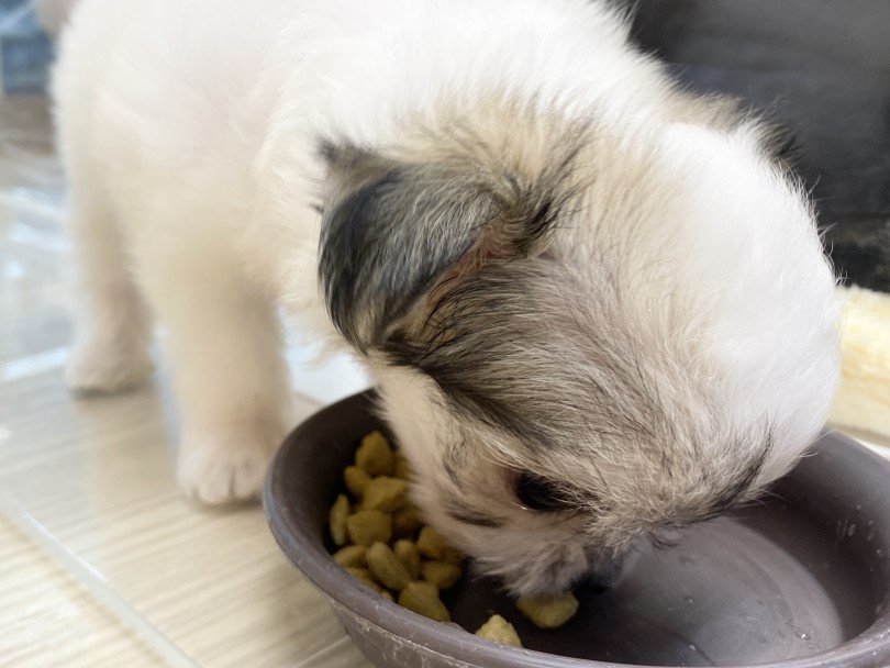 お家の中を更にパッと明るく照らしてくれるムードメーカーになります | MIX犬 チワマル （6131202） - 横浜 大倉山店