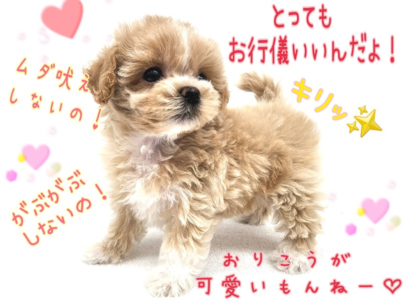 無駄吠えなし！甘噛みなし！とってもお行儀がいいのだ！ | MIX犬 マルプー （130459） - 高井戸店