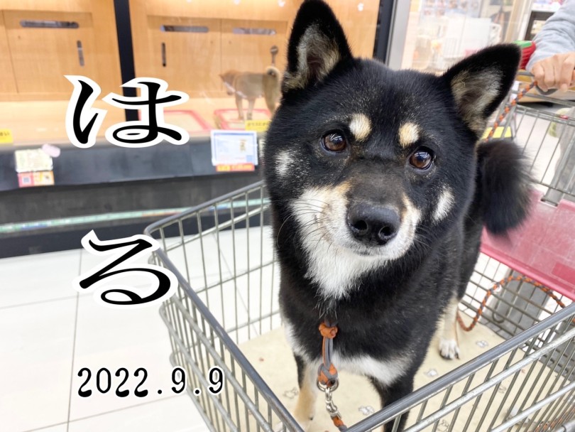 ★はる★ | 365プロジェクトデイリー【9月版】 - 横浜 大倉山店