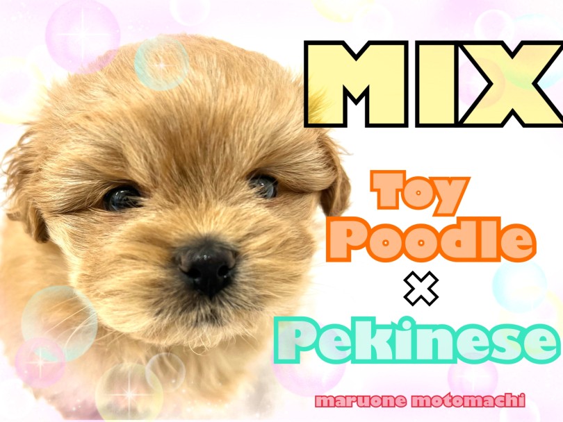 【 MIX 】トイプードル×ペキニーズ！人気犬種の可愛さ凝縮！！
