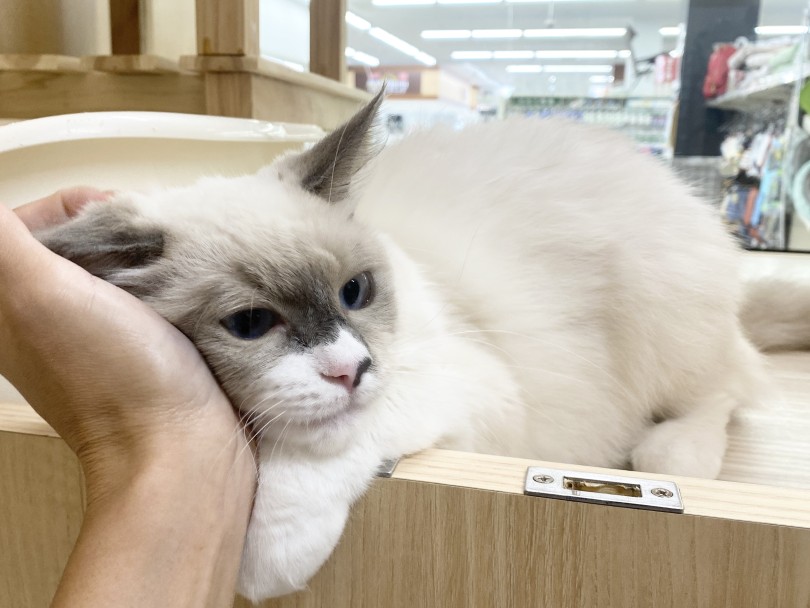 スリスリ甘えてくる | 猫の感情表現を解説！ - 横浜 大倉山店