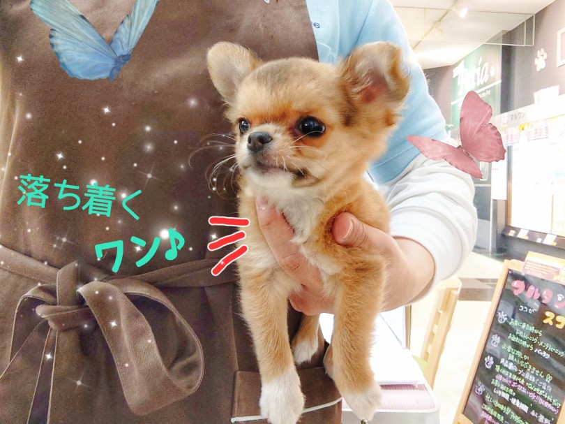 身体が地面と平行になるようにするとGoodです☆ | チワワ （413129） - さいたま 武蔵浦和店