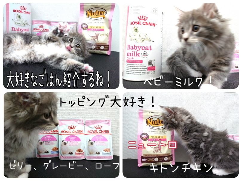 成長に欠かせないご飯！ノルちゃんのお気に入りをご紹介♪ | ノルウェージャンフォレストキャット （130455） - 高井戸店