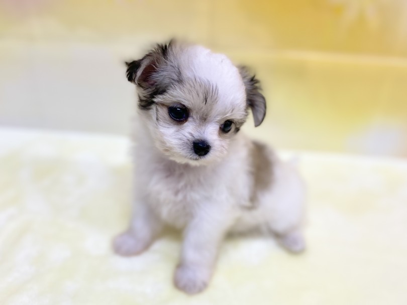 魅力その4：ずば抜けた環境適応能力！！ | MIX犬 チワマル （6131202） - 横浜 大倉山店