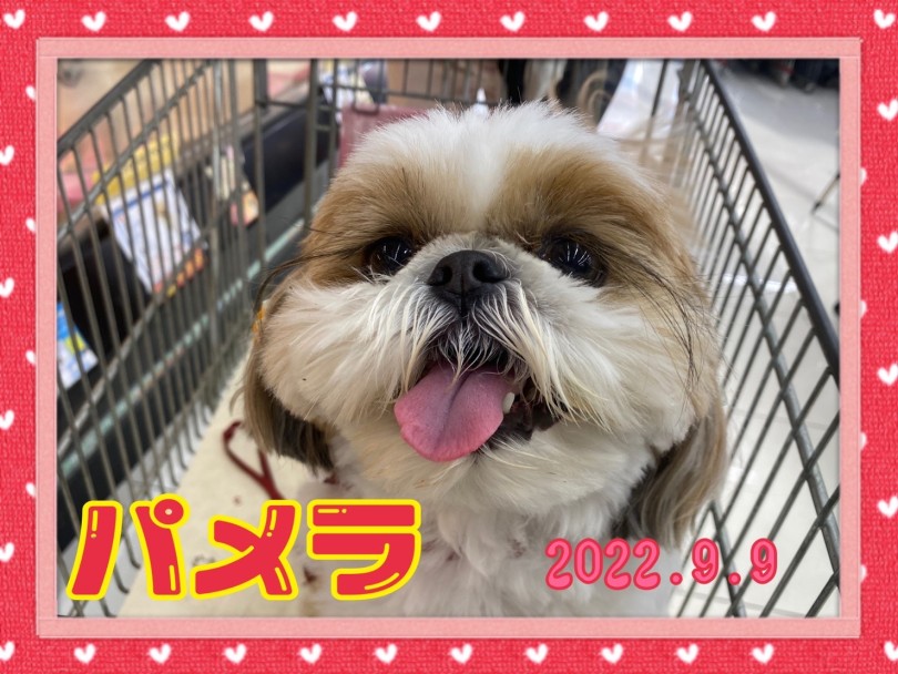 ★ぱめら★ | 365プロジェクトデイリー【9月版】 - 横浜 大倉山店