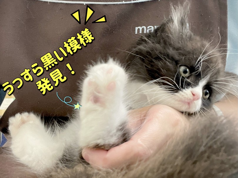 肉球の色はピンクと黒の混ぜ合わせカラー | スコティッシュフォールド （150328） - 東川口店