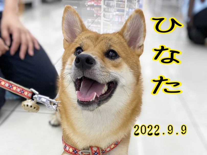 ★ひなた★ | 365プロジェクトデイリー【9月版】 - 横浜 大倉山店