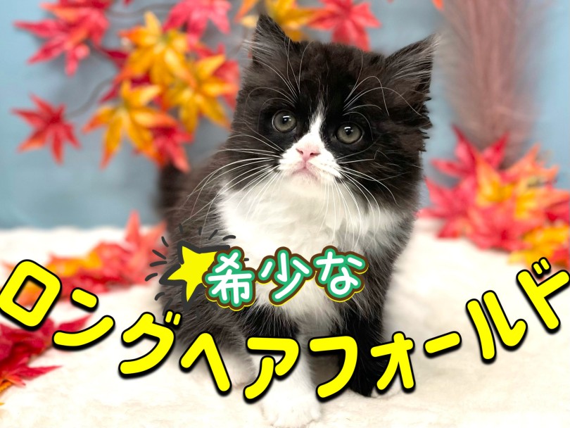 出会えたら幸運！長毛スコティッシュフォールド | スコティッシュフォールド （150328） - 東川口店