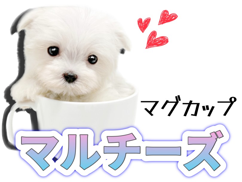 【 マルチーズ 】マルワンプレミアム！生後62日で323gの極小マルチーズくん