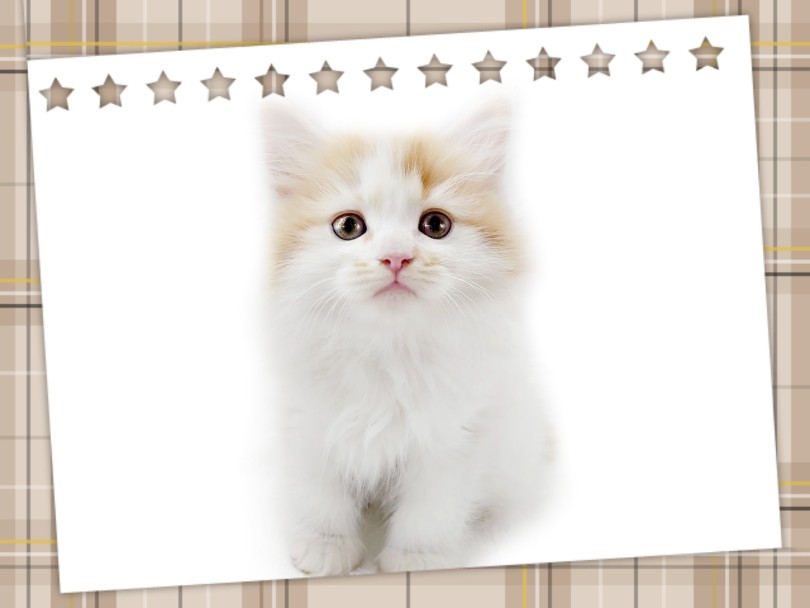 『猫のテディベア』 | ラガマフィン （413130） - さいたま 武蔵浦和店