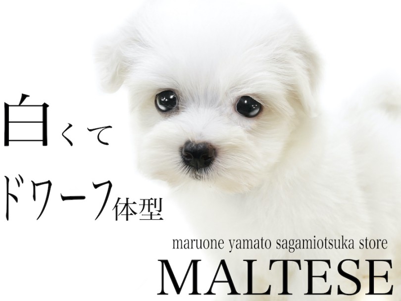 【 マルチーズ 】犬界の貴族！純白の被毛と子犬らしいドワーフ体型がポイント！