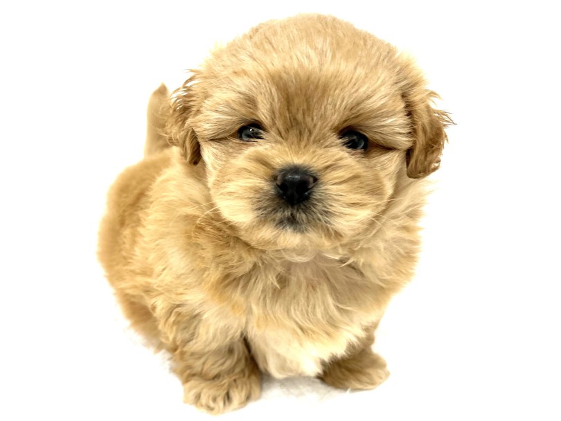 両犬種の可愛いを凝縮したMIXのお手本のようなルックス！ | MIX犬 プーペキ （140984） - 横浜 元町店
