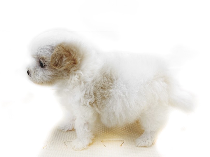 理想のドワーフ体型 | MIX犬 マルプー （814766） - 大和 相模大塚店