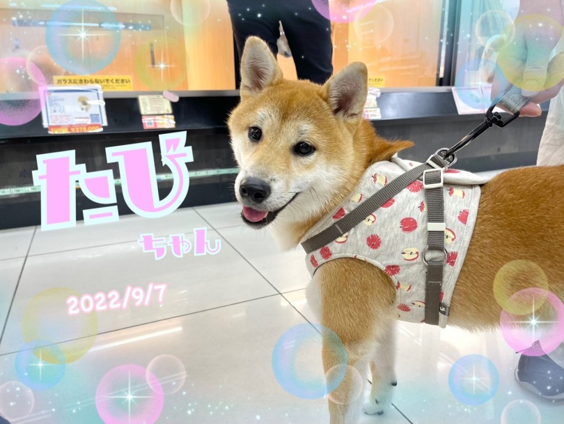★たび★ | 365プロジェクトデイリー【9月版】 - 横浜 大倉山店