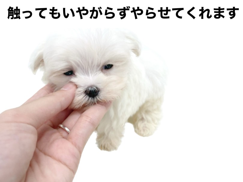 涙やけのお手入れトレーニング | マルチーズ （150332） - 東川口店