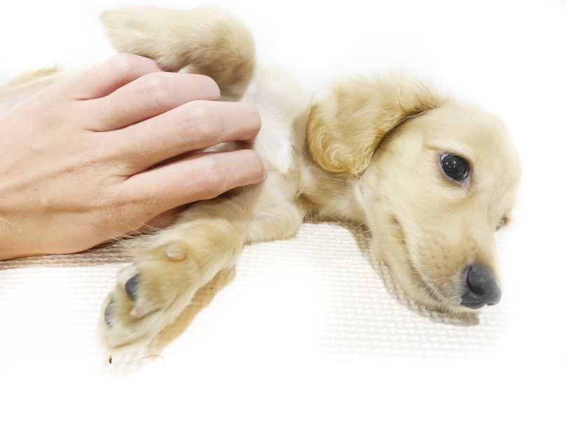 お落ち着いた性格で飼い主様を毎日癒してくれる事間違いなし！ | ミニチュア・ダックスフント （11911） - 横浜 白楽店