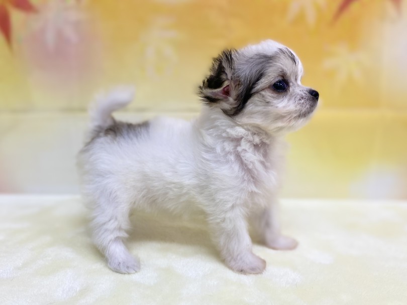 「一緒に育てる」をモットーにサポートさせて頂きます♡ | MIX犬 チワマル （6131202） - 横浜 大倉山店