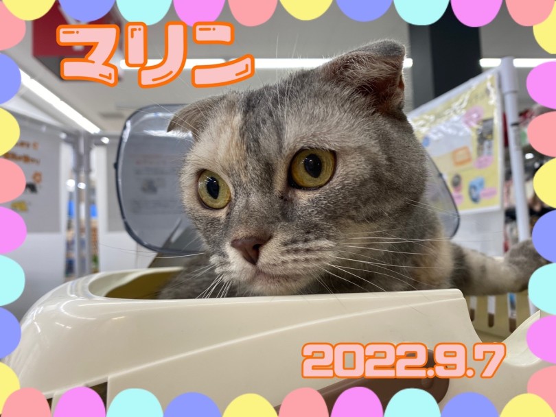 ★まりん★ | 365プロジェクトデイリー【9月版】 - 横浜 大倉山店
