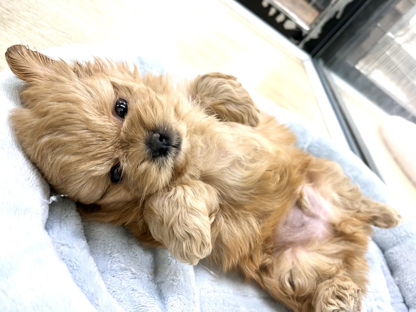 アイテム選びの注意点！必要なものはサークルセット！！ | MIX犬 プーペキ （140984） - 横浜 元町店