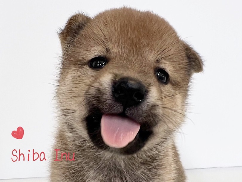 最強に可愛いを全て兼ね備えた柴ちゃん | 柴犬 （312119） - 横浜 港北ニュータウン店